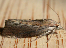 Greater Wax Moth
